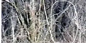 bf3[2].webp