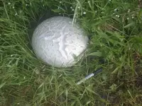 puffball.webp