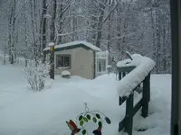 Backyard.webp