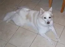 Koko.webp