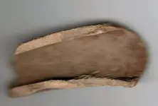 bone 1.webp