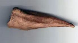 bone 2.webp