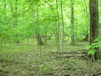 Field finds 5-25-08 022.webp