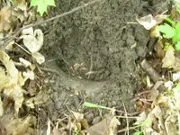 5-25-08 024.webp