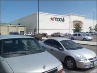 moose.webp