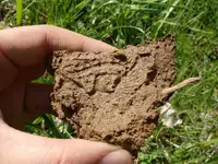 4-17-08 Belt Plate Eagle Imprint in Dirt.webp 4-17-08 Belt Plate Eagle Imprint in Dirt.webp