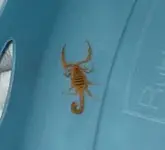 scorpion bark.webp