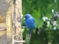 indigo bunting, egret, flowers.webp