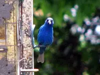 indigo bunting, egret, flowers 013.webp