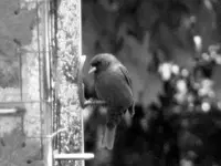 indigo bunting, egret, flowers 017.webp