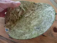 plate.webp