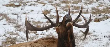 elk ivory.webp