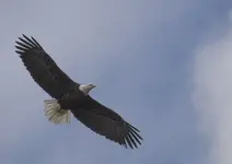 Eagle 700px.webp