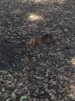Valley Squirrel.webp