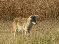 walk 101319 1.webp