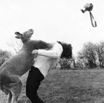 kangaroo-punch-98272-55107.webp