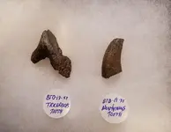 TDB-19 teeth.webp