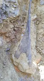 ed tendon insitu.webp