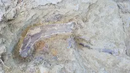 ed ribs insitu.webp