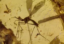jurassicparkmosquito.webp