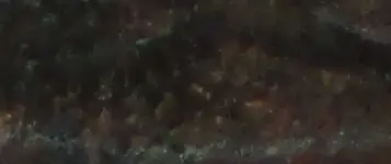 Screen Shot 2019-10-21 at 7.50.48 PM.webp