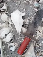 shelladzeinsituboom.webp