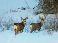 IMG_20191007_071153.webp