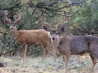 IMG_20191007_071028.webp