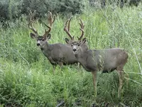 IMG_20191007_070949.webp