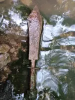 roman pugio.webp roman pugio.webp
