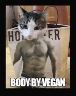cat-body.webp
