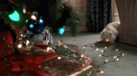 cat.gif