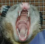 possum teeth.webp