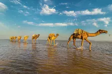 Dissolve_CamelsInWater.webp