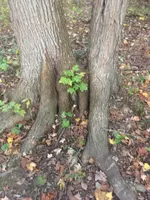 ImageUploadedByTreasureNet.com1571789219.227945.webp