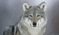 wolf.webp