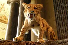 sabre tooth little.webp