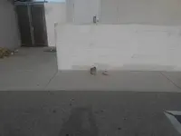 Squirrel  (1).webp