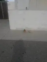 Squirrel  (2).webp