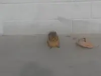 Squirrel  (3).webp