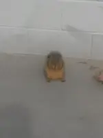 Squirrel  (5).webp