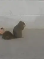 Squirrel  (6).webp