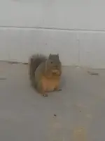 Squirrel  (7).webp