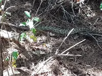 snake 1.webp