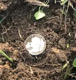 Silver Quarter!.webp