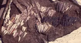 mound72pointcache1550large.webp