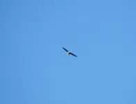 eagle 1.webp