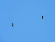 eagle 2.webp