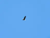 eagle 3.webp