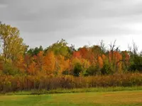 front yard.webp